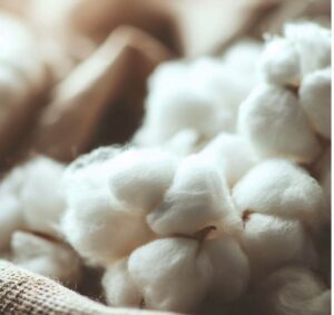 Coton organique fibre gots